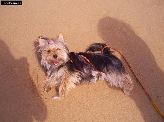 La foto del perro
