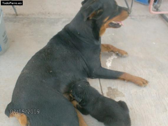 La foto del perro