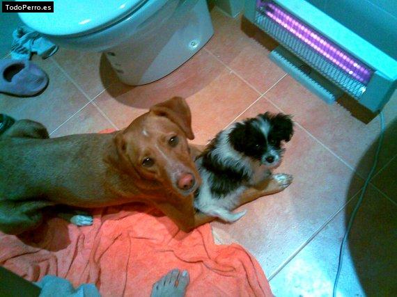La foto del perro