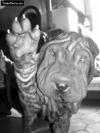 La foto del perro