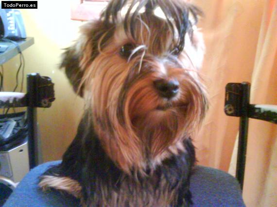 La foto del perro