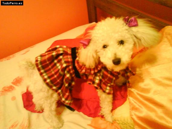 La foto del perro