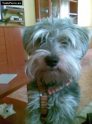 La foto del perro