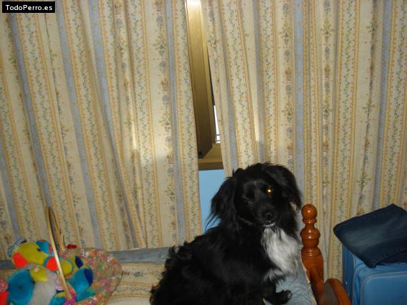 La foto del perro