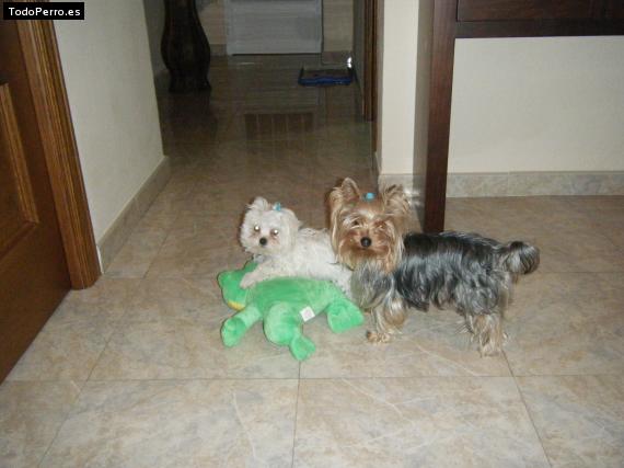 La foto del perro