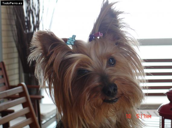 La foto del perro
