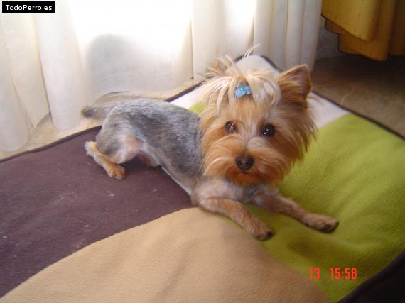 La foto del perro
