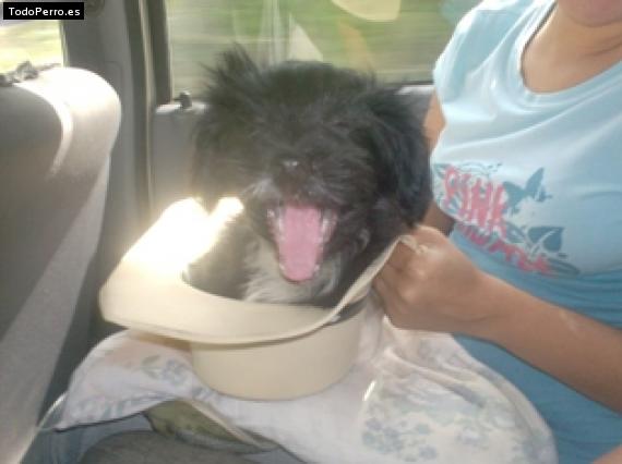 La foto del perro