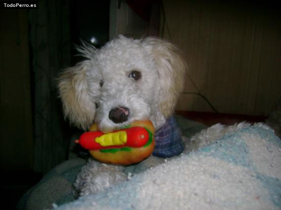 La foto del perro