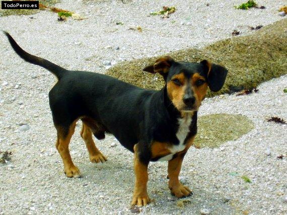 Foto del perro Tolo