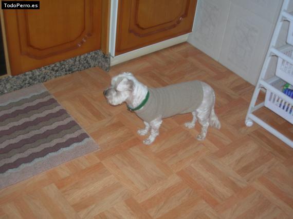 La foto del perro