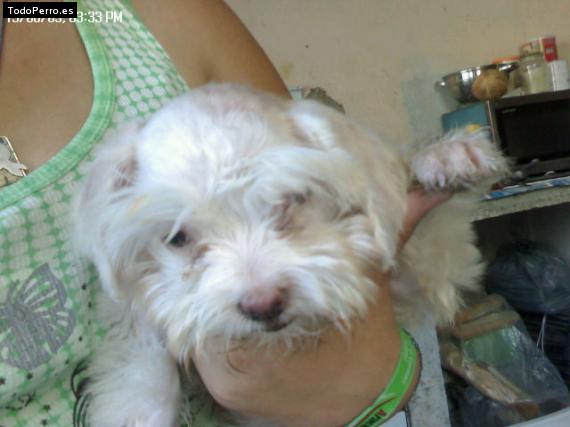 La foto del perro