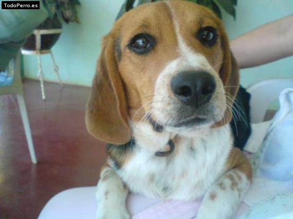 La foto del perro