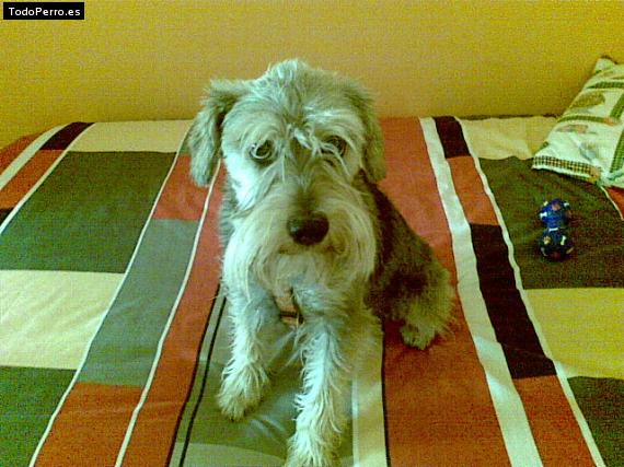 La foto del perro