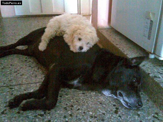 La foto del perro