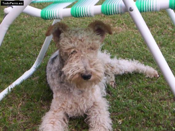 La foto del perro