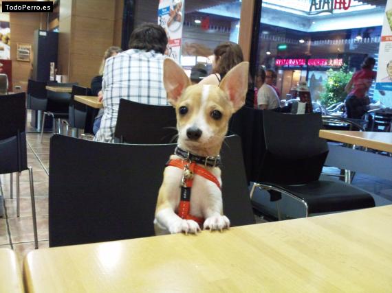 La foto del perro