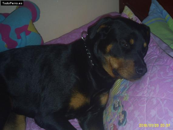 La foto del perro