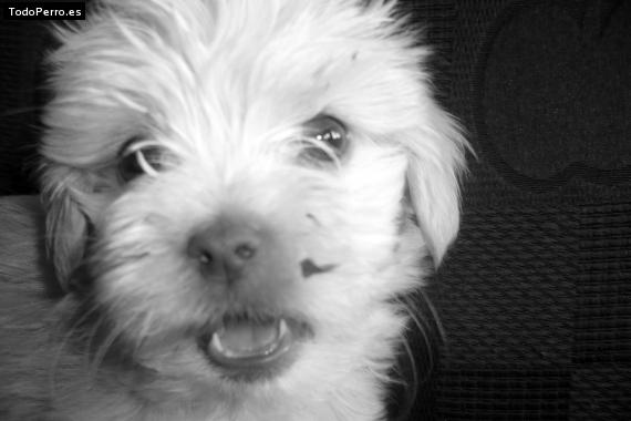 La foto del perro