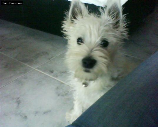 Foto del perro Wendy