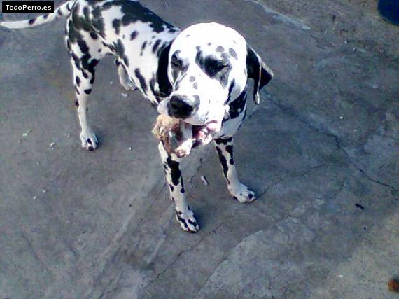 La foto del perro