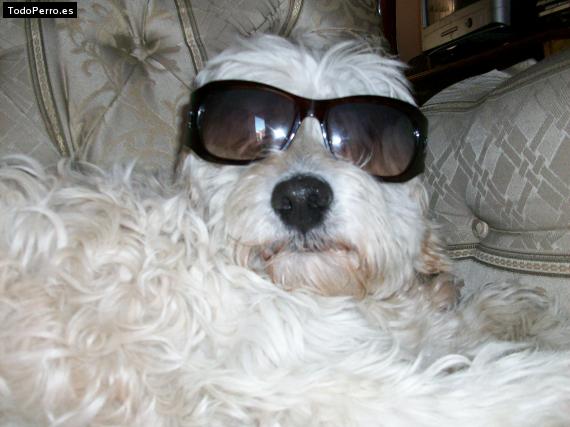 La foto del perro