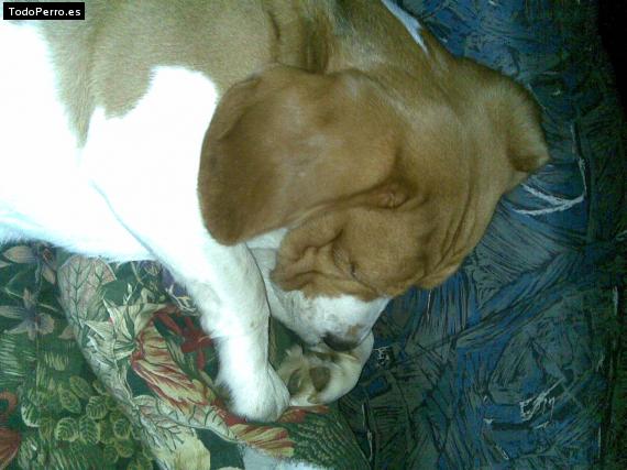 La foto del perro