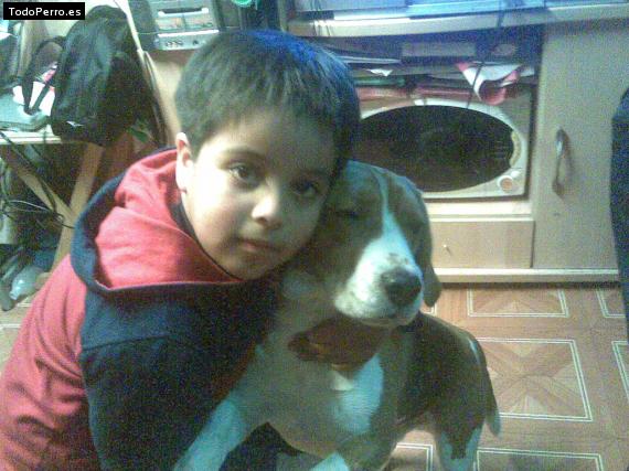 La foto del perro