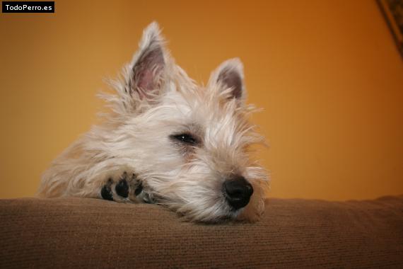 La foto del perro