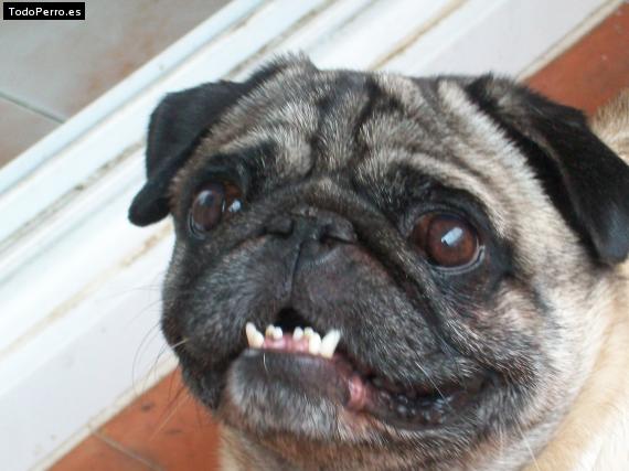 La foto del perro