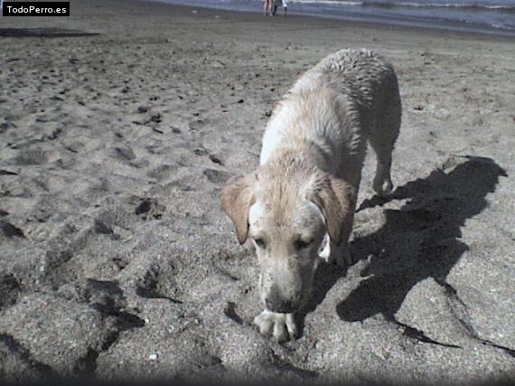 La foto del perro