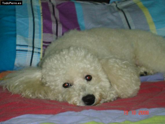 La foto del perro