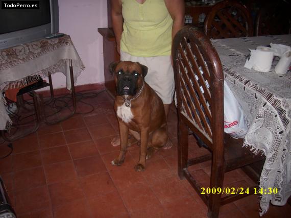 La foto del perro
