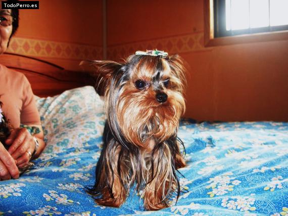 La foto del perro
