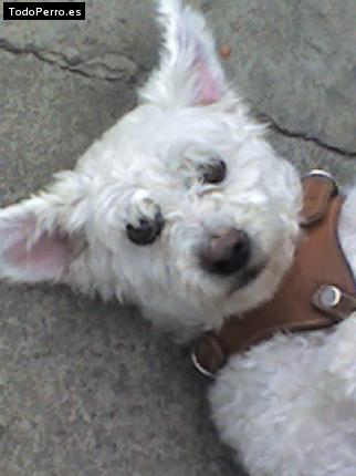 La foto del perro