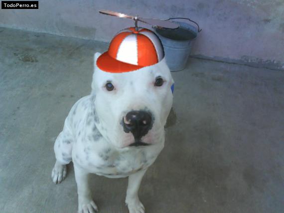 La foto del perro