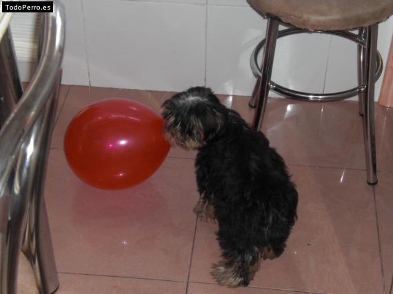 La foto del perro