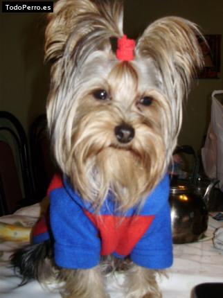 La foto del perro