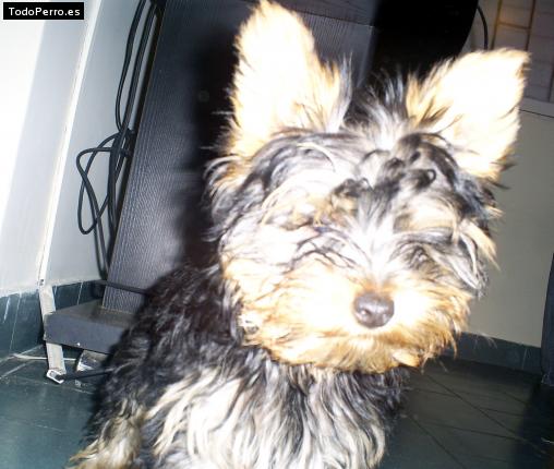La foto del perro
