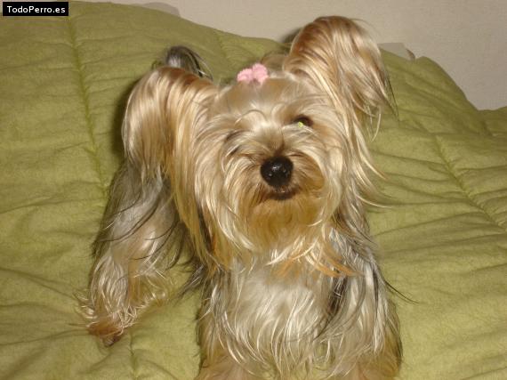 La foto del perro