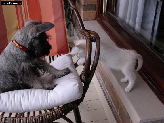 La foto del perro