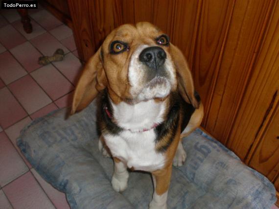 La foto del perro