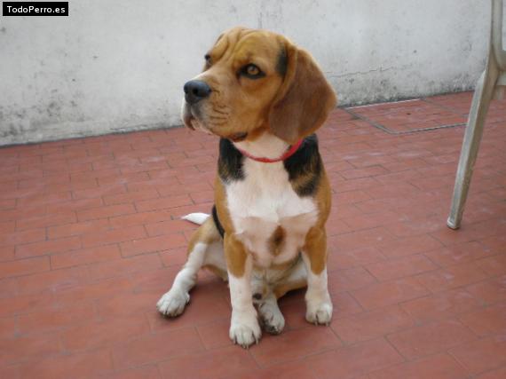 La foto del perro