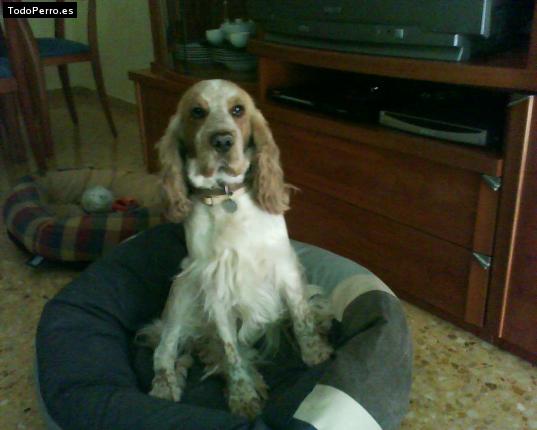 La foto del perro