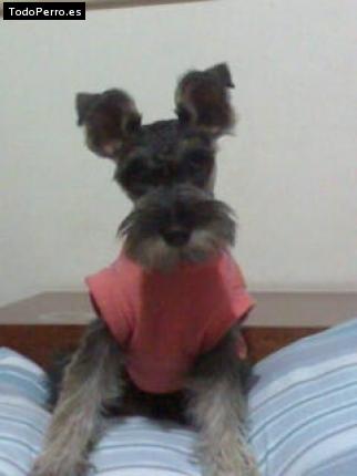 La foto del perro