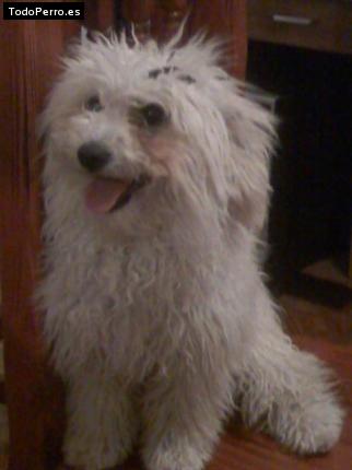 Foto del perro Iris