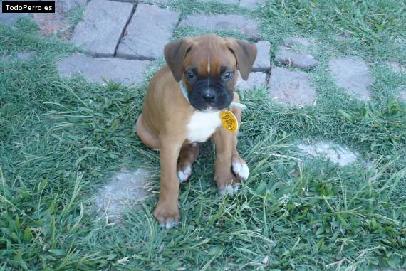 Foto del perro Homero