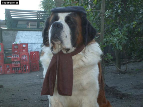La foto del perro