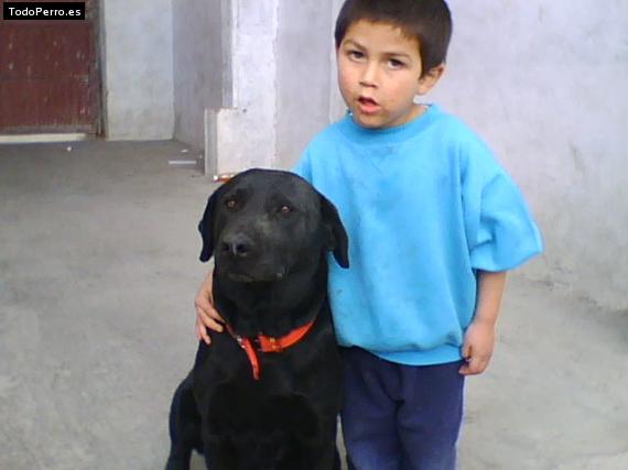 La foto del perro