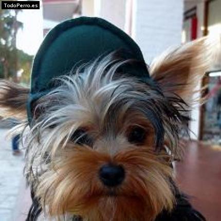 La foto del perro